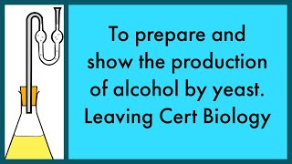 To prepare and show the production of alcohol by yeastLeaving Cert Biology Practical [upl. by Zedecrem]