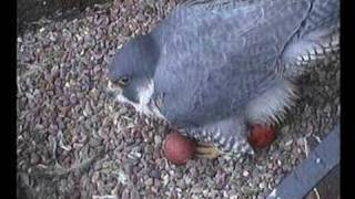 2008 Derby Peregrine Falcon 10  Egglaying moment [upl. by Fante362]