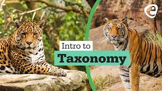 Introduction to Taxonomy [upl. by Augustin]