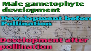 Male Gametophyte Development before pollination Pollination cycasDevelopment after pollination [upl. by Anirdua]