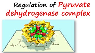 Regulation of pyruvate dehydrogenase complex [upl. by Novello]