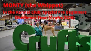 Monty the Whippet in the Kennel Club GC Special Pre Beginners Dog Obedience Final at Crufts 2020 [upl. by Ecinuahs542]