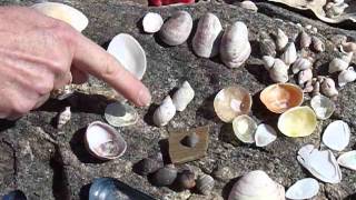 Napatree Point Watch Hill Westerly Rhode Island Seashells [upl. by Yoreel]