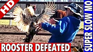 Catching Rooster Attack in MidAir EPIC [upl. by Tamra]