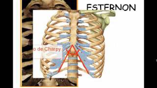 TÓRAX ÓSEO 2 [upl. by Etnuhs]