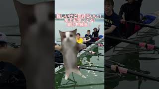 新歓で待ってまーす！ 春から鳥大 鳥取大学 ボート 猫ミームrowing [upl. by Sonya]