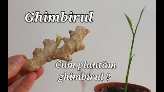 Ghimbirul  Cum plantam ghimbirul [upl. by Hubing]