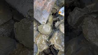 Oyster A lot After The Sea Low Tide oysters usa 100kviews fyp viral tiktok ur uk us [upl. by Aeet]