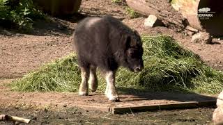 Jungtier bei den AlaskaMoschusochsen im Tierpark Berlin  Youngster at the Muskoxs [upl. by Ikkim]