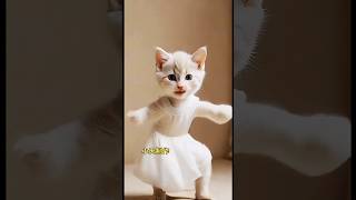 Dancing Cat ❤️  Cute kitten cat lovecatscatscatvideos kittens catloverprincesscatkitten [upl. by Dyoll205]