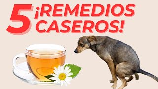 🔴5 REMEDIOS CASEROS para PERROS ENFERMOS del ESTÓMAGO [upl. by Gnak]