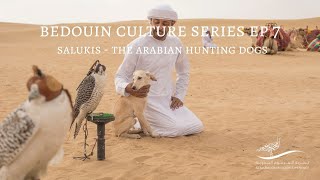 Bedouin Culture Series EP 7 Salukis The Arabian Hunting Dogs [upl. by Botsford385]