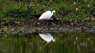 Plumed Egret at Archerfield Wetlands [upl. by Ahsem763]