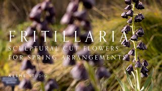 Fritillaria  Our Top 5 Varieties to Grow as Cut Flowers for Spring Arrangements [upl. by Prissy]