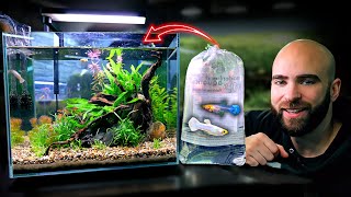 Making An EXOTIC GUPPY Nano Tank SNOW WHITE GUPPYS [upl. by Odraccir]