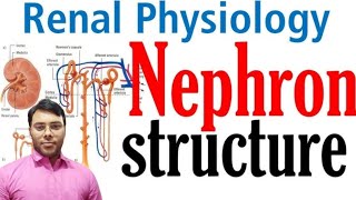 Nephron structure and function  Excretory system in hindi  class 10 [upl. by Aiseneg]