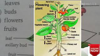 THE LEAF 6TH CLASS ICSE CHAPTER BIOLOGY [upl. by Chatwin862]