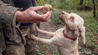 RICERCA DEL TARTUFO BIANCO I SEGRETI DEL TARTUFAIO [upl. by Etnaik]