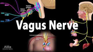 Vagus Nerve  Neuroanatomy and Functions Animation [upl. by Connor]