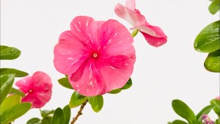 Catharanthus roseus Growing Indoors In Water Culture “Annual VincaMadagascar Vinca” [upl. by Adriana]