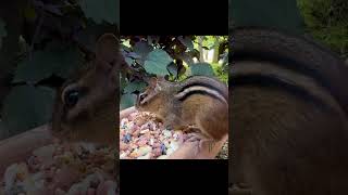 ADORABLE Chipmunks Steal the Show They are Fast animalshorts wildlife chipmunk animals cute [upl. by Htrowslle435]