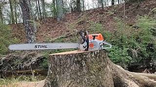 STIHL MS 462 Chainsaw with 36quot bar cutting stump Show nuff Irene [upl. by Pretrice]