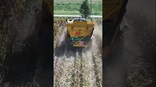 Mr Yue’s work Axpo 8520 corn harvester specially used for seed corn production [upl. by Dannie]