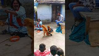 Bandar ki Masti 🐒 bandar bandarmama bandara masti fullenjoy villagelife narsinghgarh biaora [upl. by Revilo885]