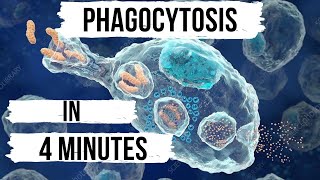 PHAGOCYTOSIS  EASY EXPLANATION  IN HINDI [upl. by Akeemahs73]