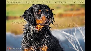 Spaniel BretónDeAbelK3 Reforzando el cobro en agua [upl. by Lek711]