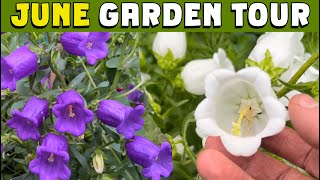 JUNE Garden tour and some EXCITING NEWS plus canterbury bells sweet peas ranunculus amp more [upl. by Lledniuq]