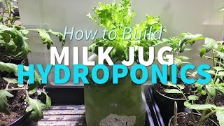 Milk Jug Hydroponics  How To Grow Lettuce in a milk jug and watch greens roots and algea grow [upl. by Anhpad382]