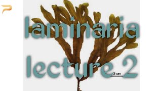 Reproduction in laminaria for class BSc BS [upl. by Griffy]