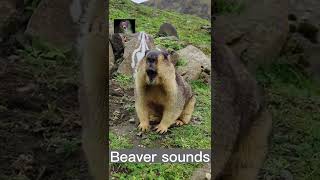 Beaver sounds animals animalshorts viral animalsounds beavers nature Beaversounds [upl. by Nolaf487]