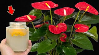 1 Cup Per Week Weak Anthurium Blooms Hundreds Of Flowers In Just 1 Night [upl. by Lonyer183]