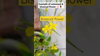 examples of unisexual and bisexual flowers 🌺 [upl. by Nadda]