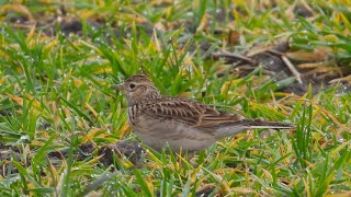 Skowronki  Skylarks [upl. by Akenahc]