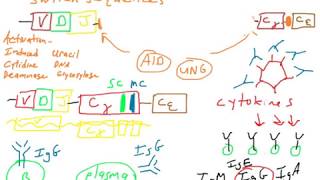 Immunology B cell activation Lecture 13 [upl. by Levram153]