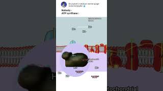 How ATP synthase works ATPsynthase electrontransportchain shorts medicalmemes [upl. by Ansilma]