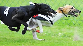 Schnell wie der Blitz Windhunderennen in Waltershofen [upl. by Akiram]