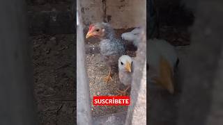 acmg pollito chicken gallina [upl. by Airdnua616]