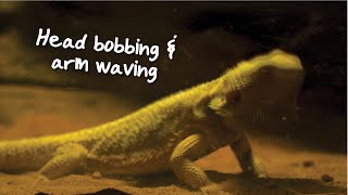 Head bobbing and arm waving in bearded dragons [upl. by Warrin]