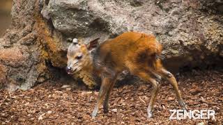 Adorable Baby Antelope Filmed Learning How To Walk At Spanish Zoo [upl. by Wittie453]