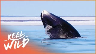 Immortals Of The Arctic The Bowhead Whale  Real Wild Channel [upl. by Tija]