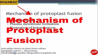 Mechanism of Protoplast fusion [upl. by Tiebout734]