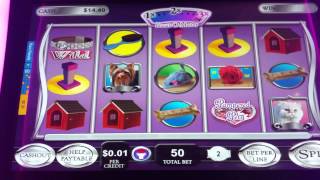 Pampered Pets slot machine [upl. by Ratna]