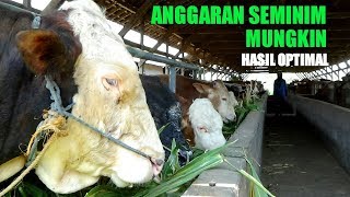 🔵 KUNCI SUKSES TERNAK SAPI  ANGGARAN SEMINIM MUNGKIN HASIL OPTIMAL  Eps46 [upl. by Harper946]