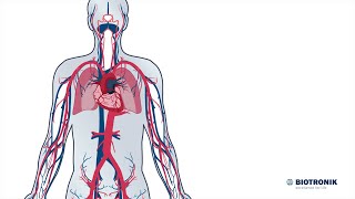 Aufbau und Funktion des HerzKreislaufSystems [upl. by Croix]