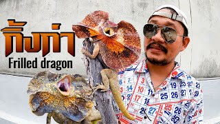 ซื้อกิ้งก่าหายาก มาเลี้ยง Frilled dragon [upl. by Linn]