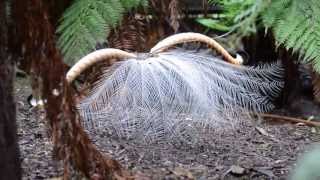 Courtship Behaviour of Superb Lyrebird Menura novaehollandiae [upl. by Peggi306]